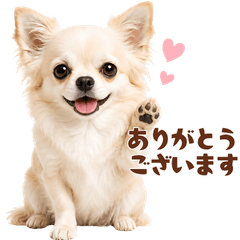 luffy Chihuahua - Everyday Stickers