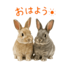 Cute Real Bunny Daily Stickers