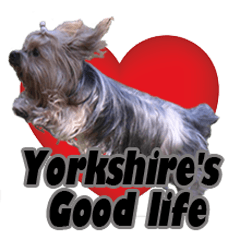 The daily life of Yorkshire Terrier
