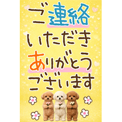 long sentence toy poodle b
