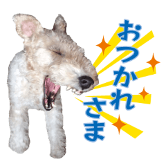 Ron of wire fox terrier