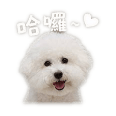 比熊波比