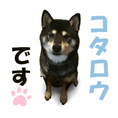 Black Shiba Kotaro