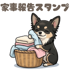 [housework]Black Chihuahua for Daily Use