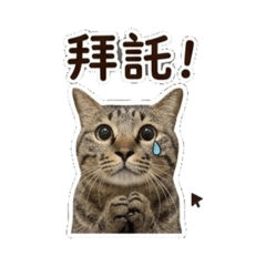 龍小喵ㄉ酷生活