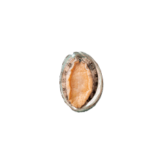 [Small] 鮑魚