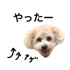 It is "puku"of the toy poodle.
