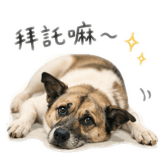 我們的家人多多