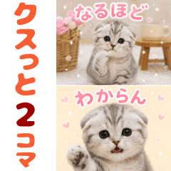 twice funny cat p