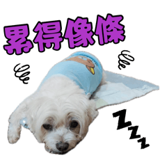 療癒的小寶
