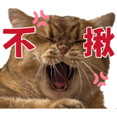 憨吉喵有話要說
