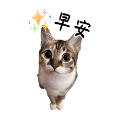 貓是對的(調皮)