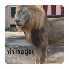 Himhimvava_20260602084301