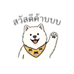 Fluffy Samoyed Sayhi