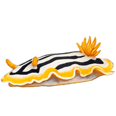 真實海洋生物貼圖
