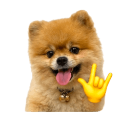 Mocca  Dog Memes