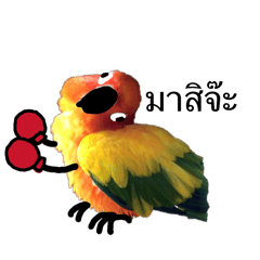 The mischievous parrot_20260726153758