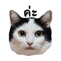 JJ Poker Face Cat 1