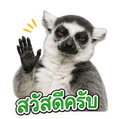 raccoon55