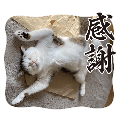 familypurunekomuuchi