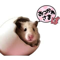 pompomponpoco