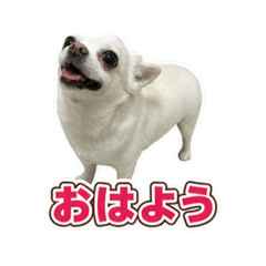 Kuru_20260803182518
