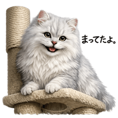 Silver Persian Chinchilla Lovers