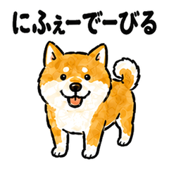 Tarama Dialect Shiba Inu