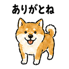 Kikai Dialect Shiba Inu