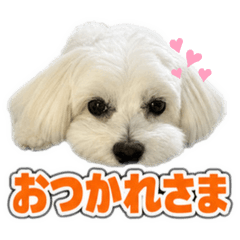 tantan_20260803201512