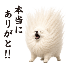 Pomeranian Bomber (Daily)