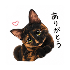 kotamaru_20260803183703