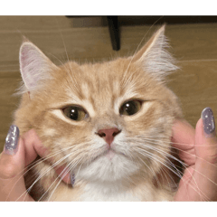 alu cat_20260803145508
