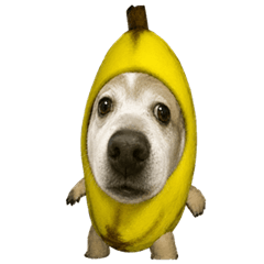 Banana Bananus Doggo