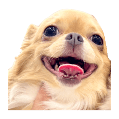 OCCHII_20260803232231