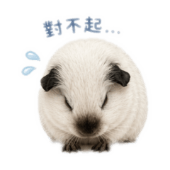 YJ - 12天竺鼠