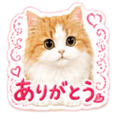【リアルが可愛い】ねこちゃんたち