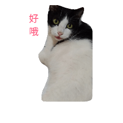 賓士貓美夢