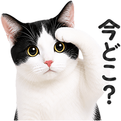 Caring Black and White Cat Messages