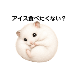 A hamster's daily life1