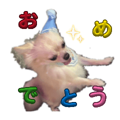 Buta PIG_20260804143034