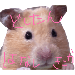 Fukou_hamham