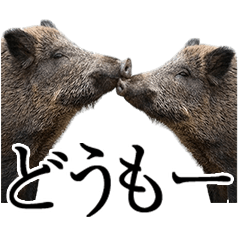 [Big letters] Boar that can...