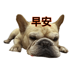 阿尼基老大