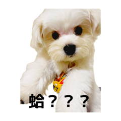 小香狗表情包
