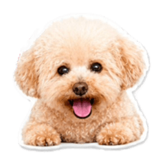 我可愛的貴人