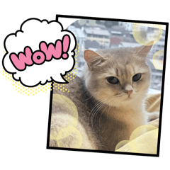 Slomo cute cat