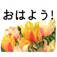A floral message! Tulip Part2