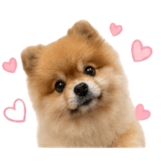 Little Dog Mocca