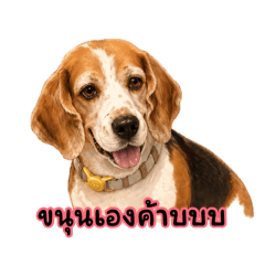 Kanoon beagle